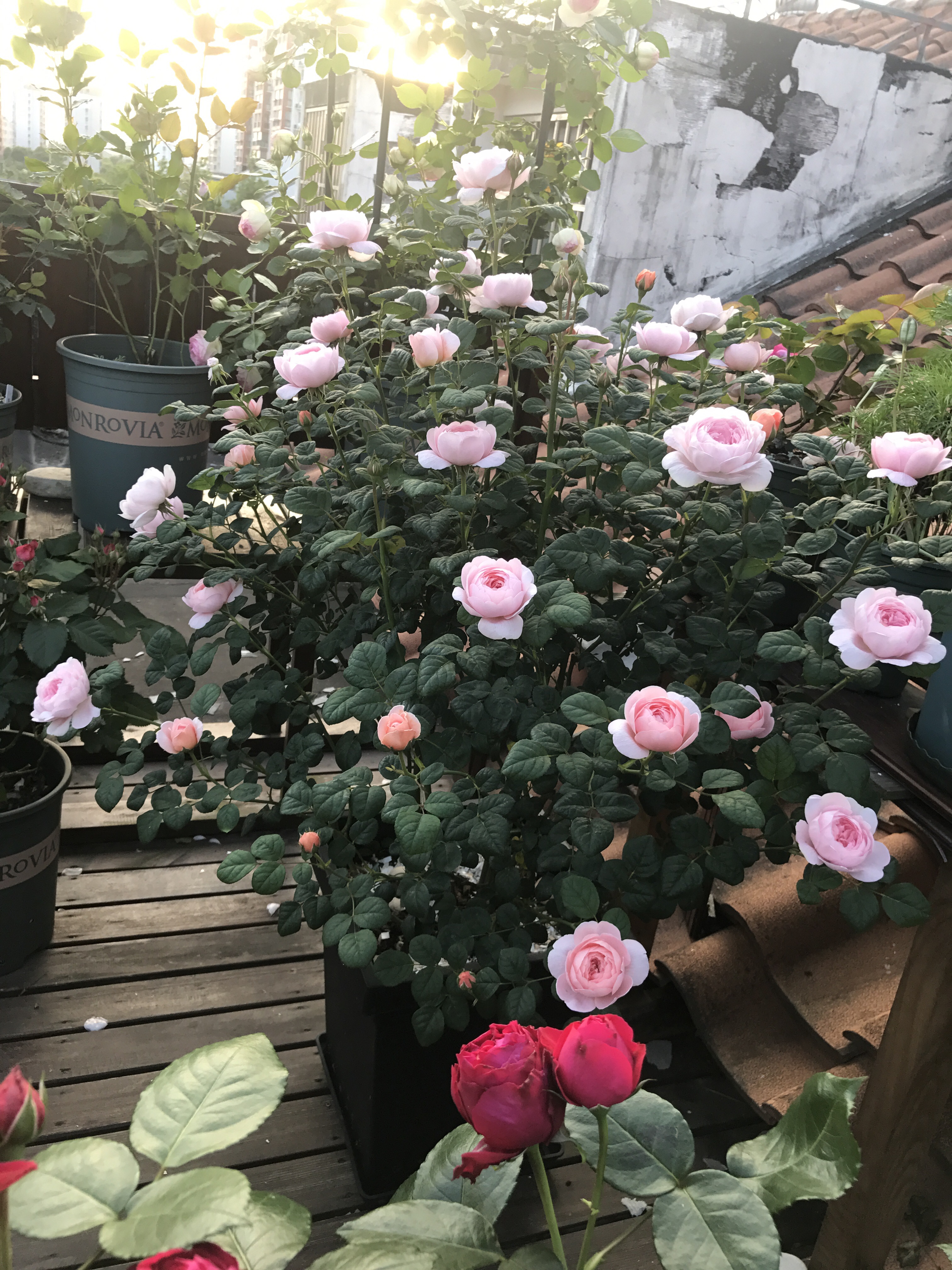 月季花界的"女神—瑞典女王,又美又仙,四季花开,你值得拥有