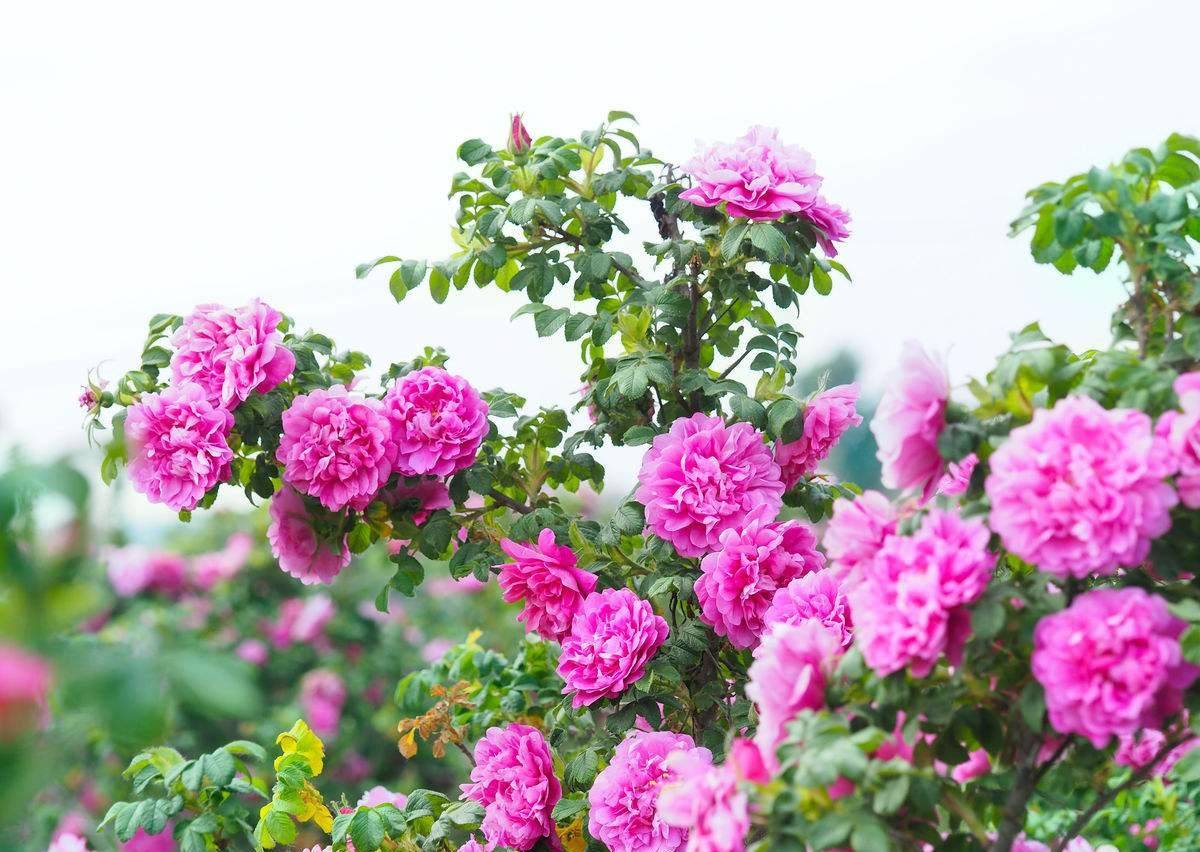 济南市花(济南市花卉市场具体位置)