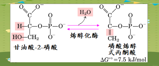 糖酵解的详细步骤与生理意义解析