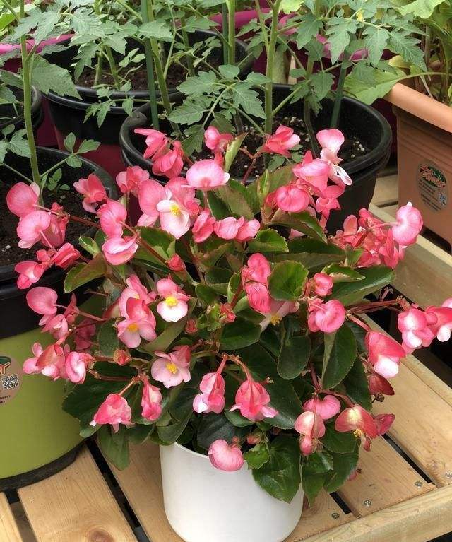 夏日精灵——玻璃翠