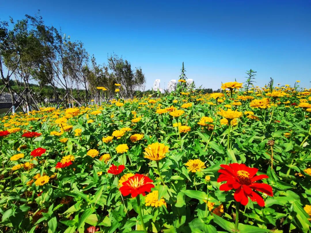 大自然花海图片大全图片