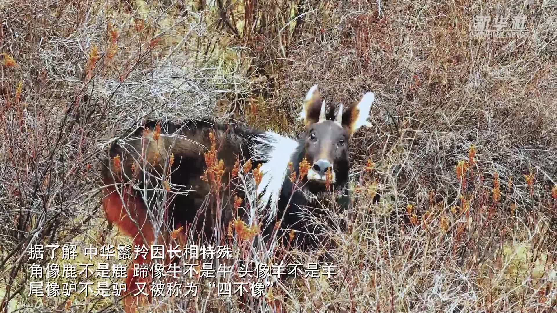 青海果洛:四不像中华鬣羚奔走雪原