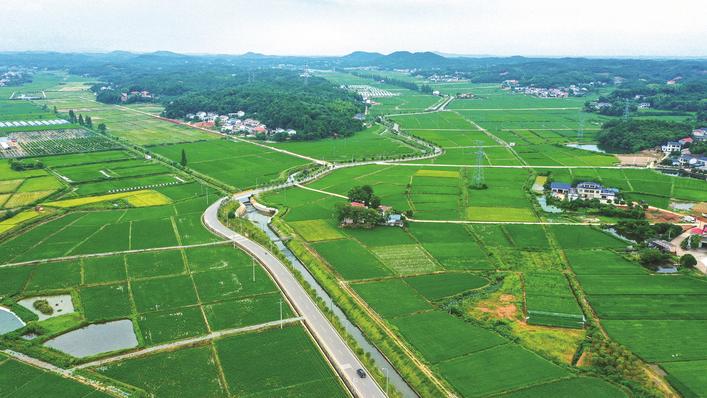 长沙县春华镇龙泉路带动沿线农业经济发展,既是民生路,更是致富路