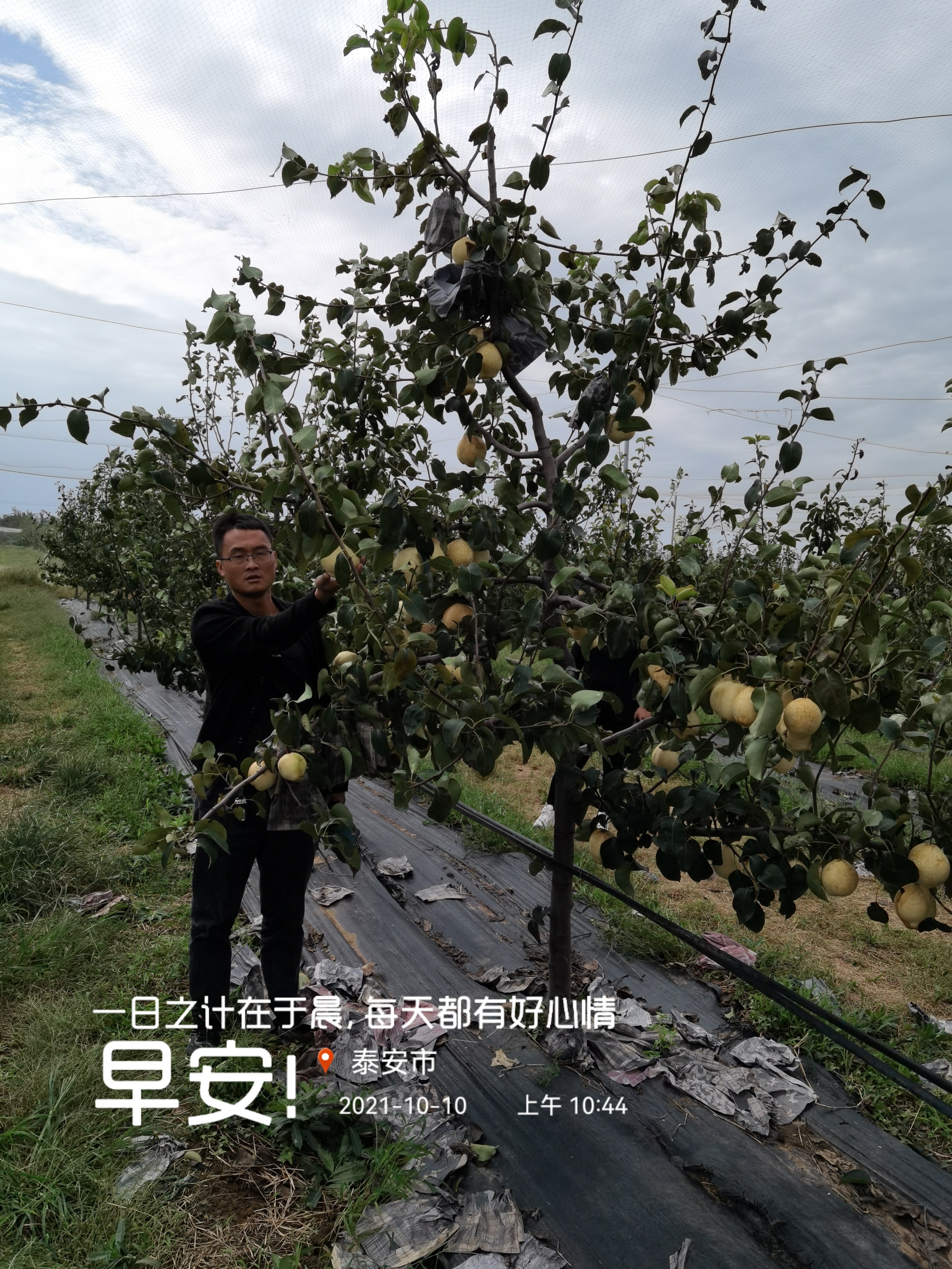 山农酥梨树栽植密度介绍 2年生山农酥梨树报价