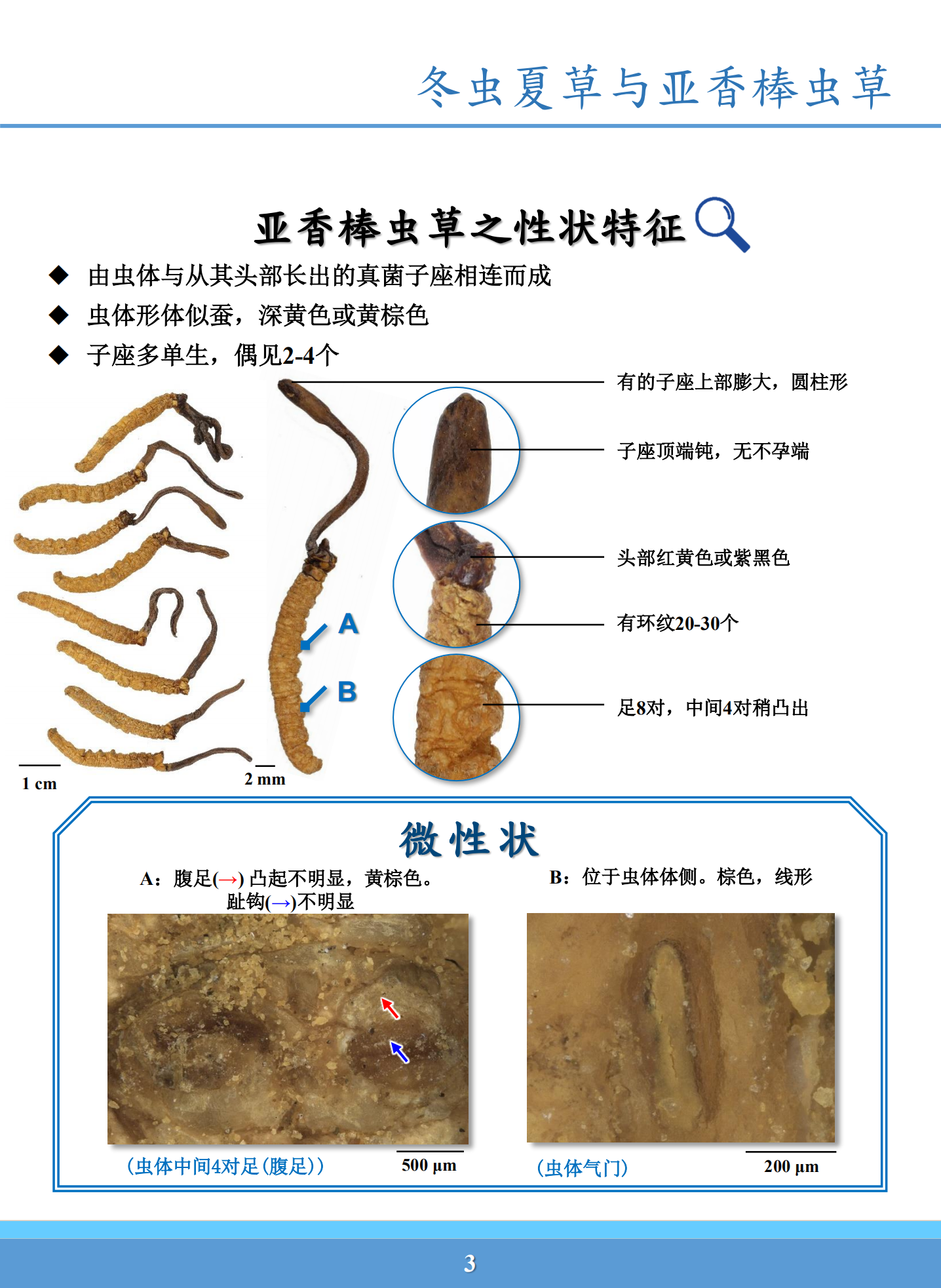 亚香棒虫草的毒性图片