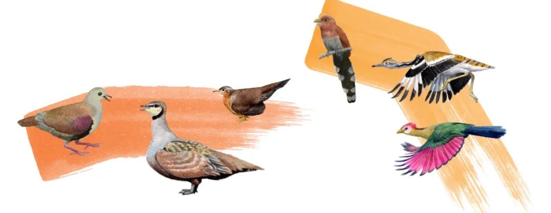 比对序列数据集为基础,将6000多万年前的鸟类大爆发后"辐射性演化"