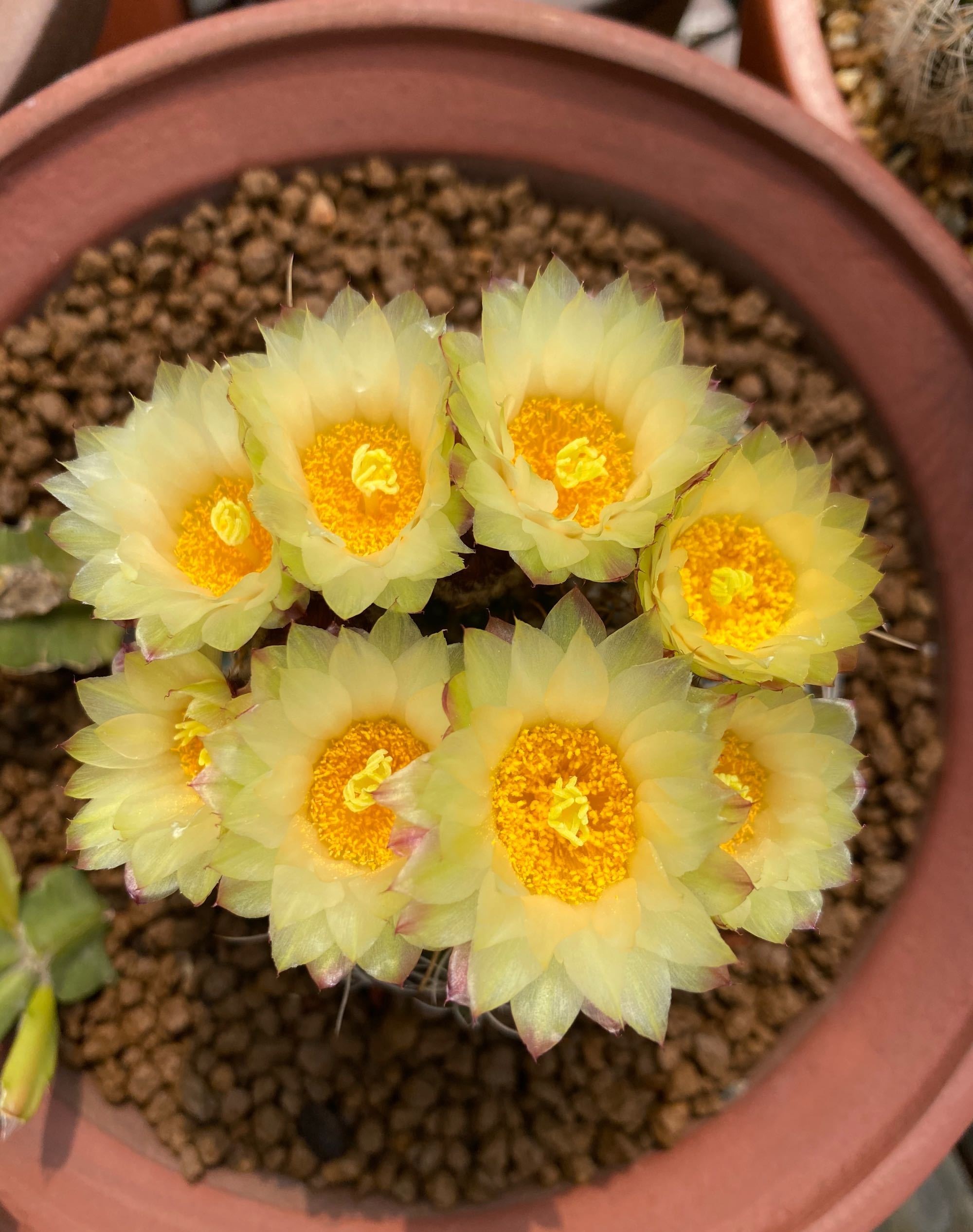 喜欢养仙人球,就选"眩美玉",颜值高,皮实好养,每年开花多次