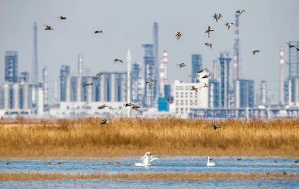 生态宜居|北大港湿地候鸟起舞 工业与自然和谐共生
