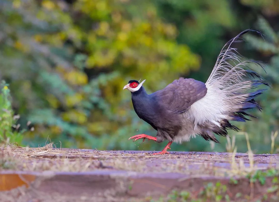 中国独有最美的鸡,堪称"蓝色妖鸡"!