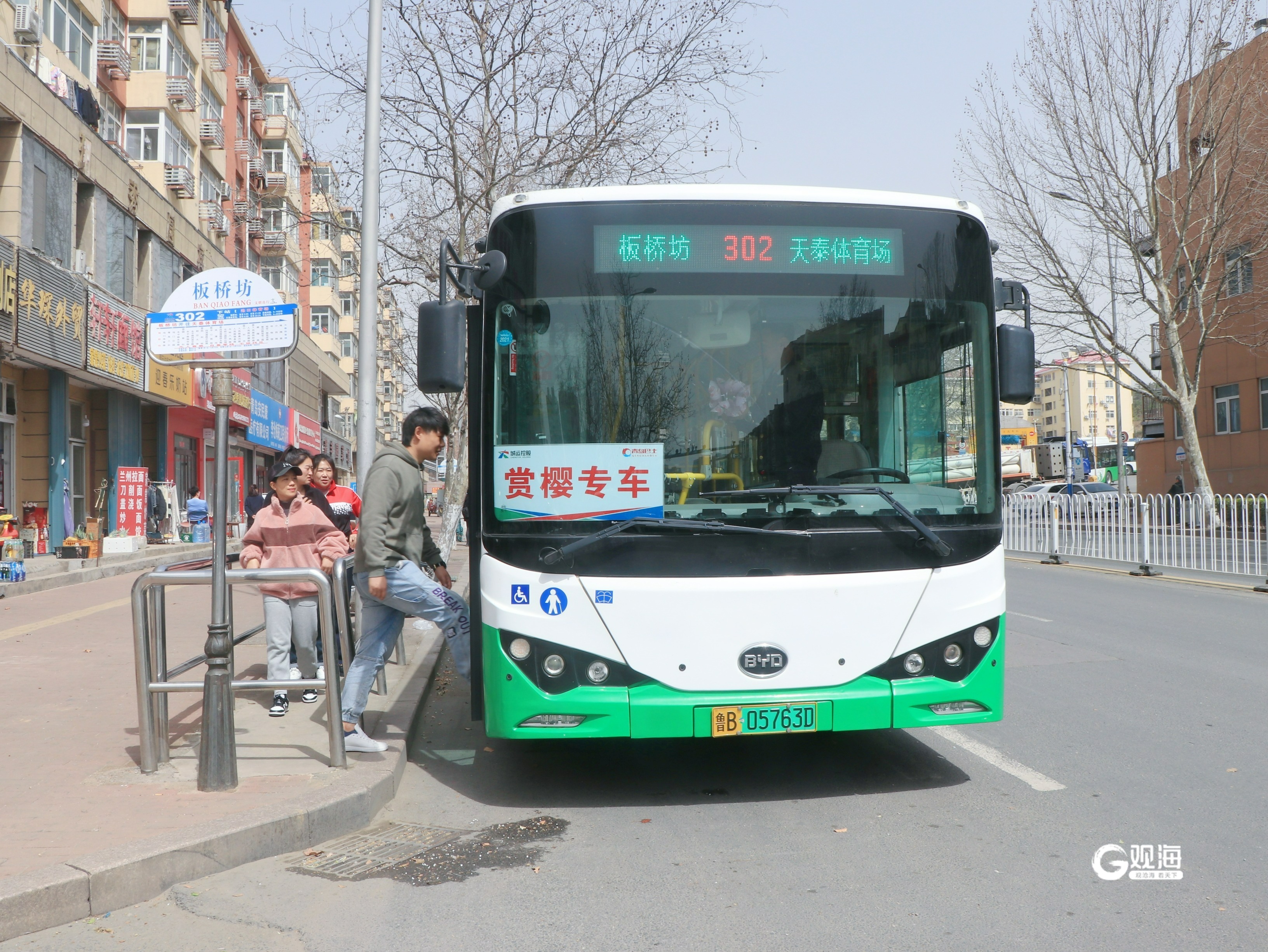 青岛街头驶来"春韵巴士",一线串起多个赏花胜地