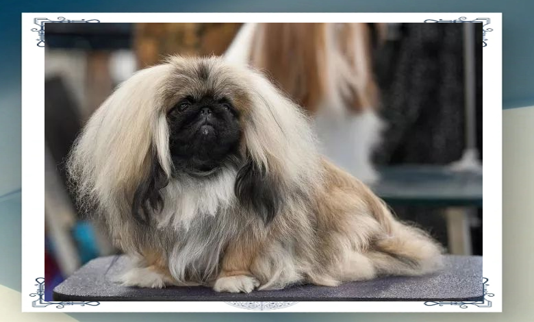 北京犬:护门神"麒麟"的传说与现实原型