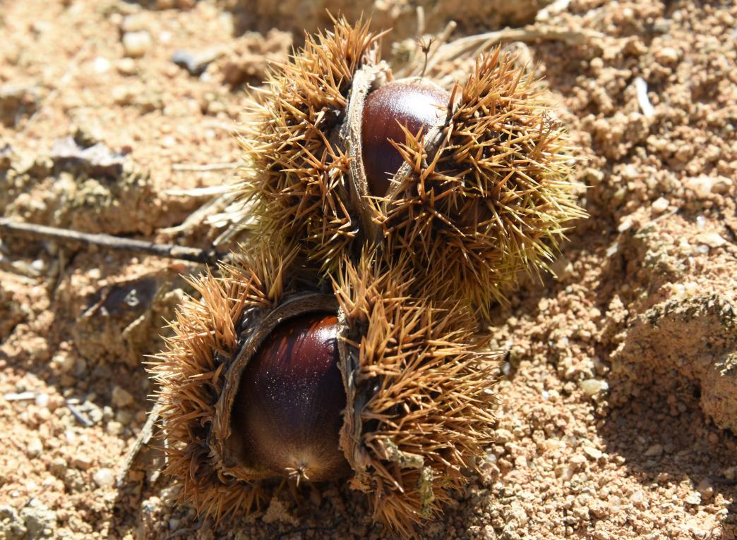 古田泮洋:满山锥栗"开口笑" 致富果越尝越甜