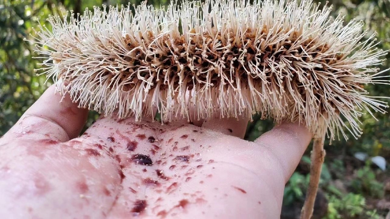 米团花黑蜂蜜真的有那么好(米团花黑蜂蜜有哪些优点)
