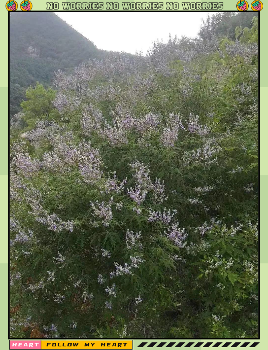 荆条:一种具有丰富故事与多样用途的植物