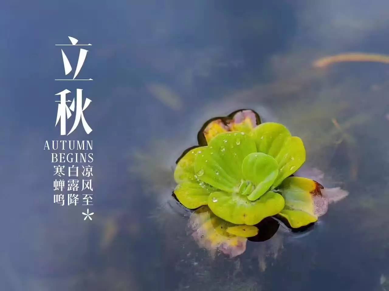 立秋将至,云淡风轻,几首秋日小诗,感受初秋时节的美好