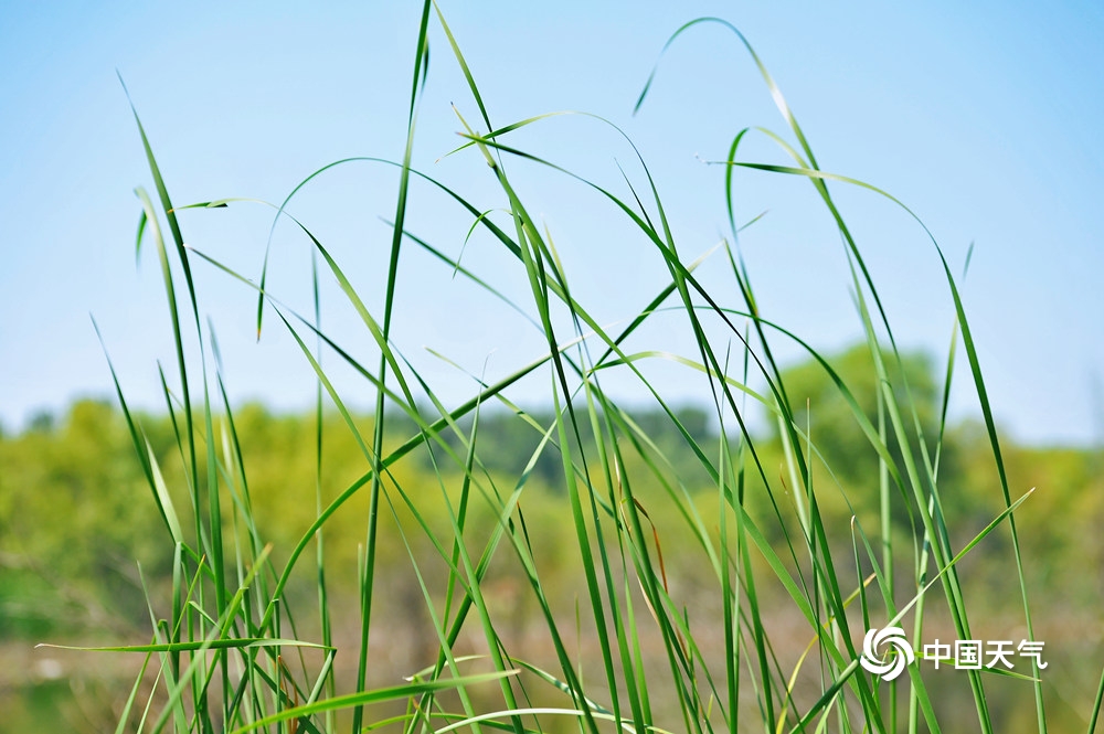 夏日的清凉 北京康西草原湿地水草丰美