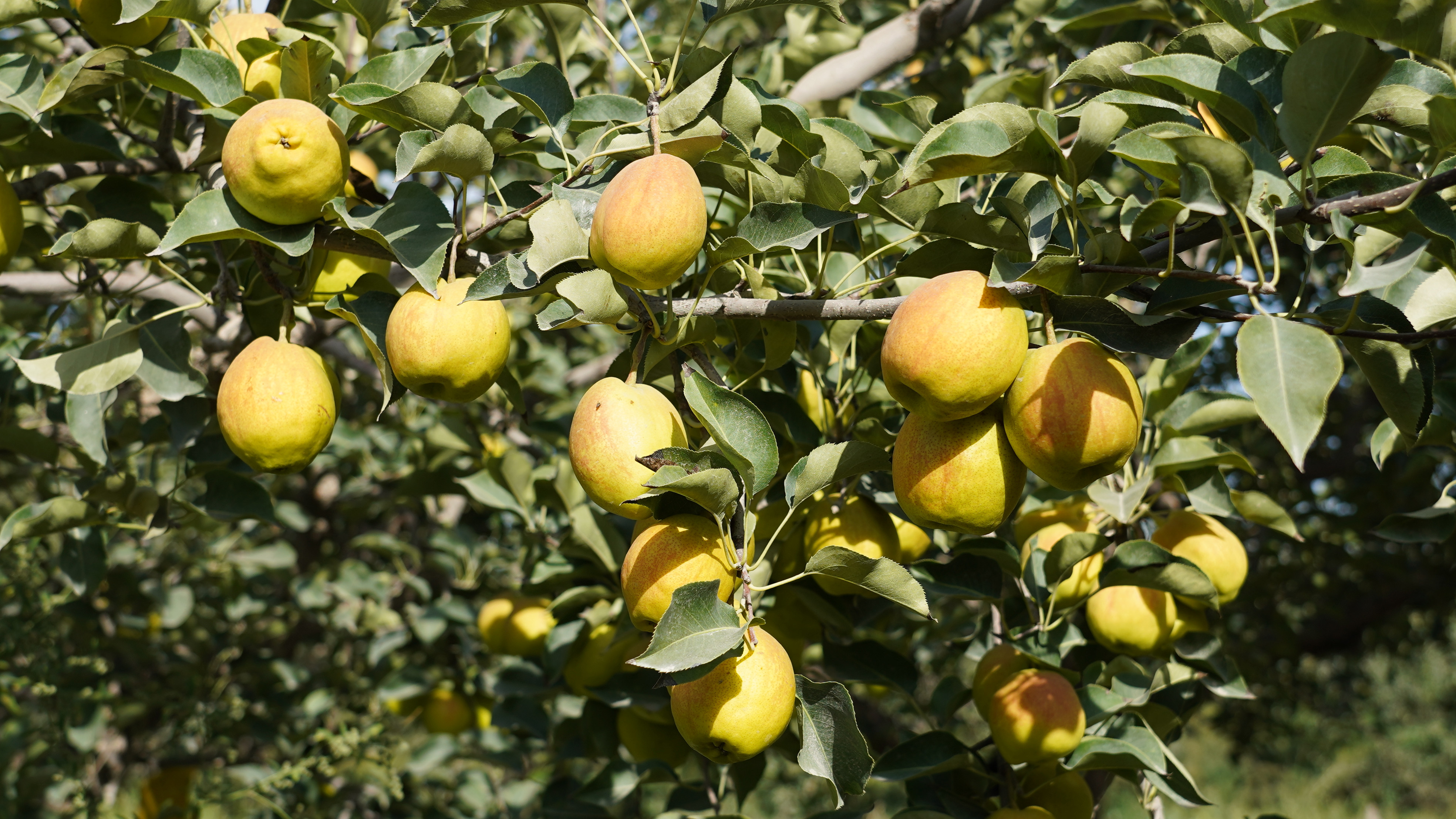 库尔勒市:香梨丰收香满园 梨农采销致富忙