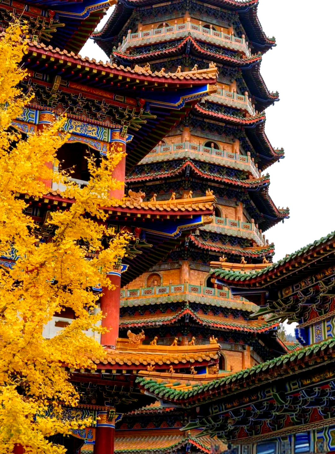 天目山探秘:自然保护区中的多样风光与丰富文化