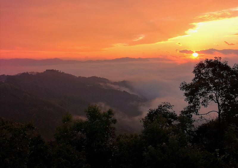 全球重要的茶树起源中心,云南普洱景迈山古茶林申遗成功