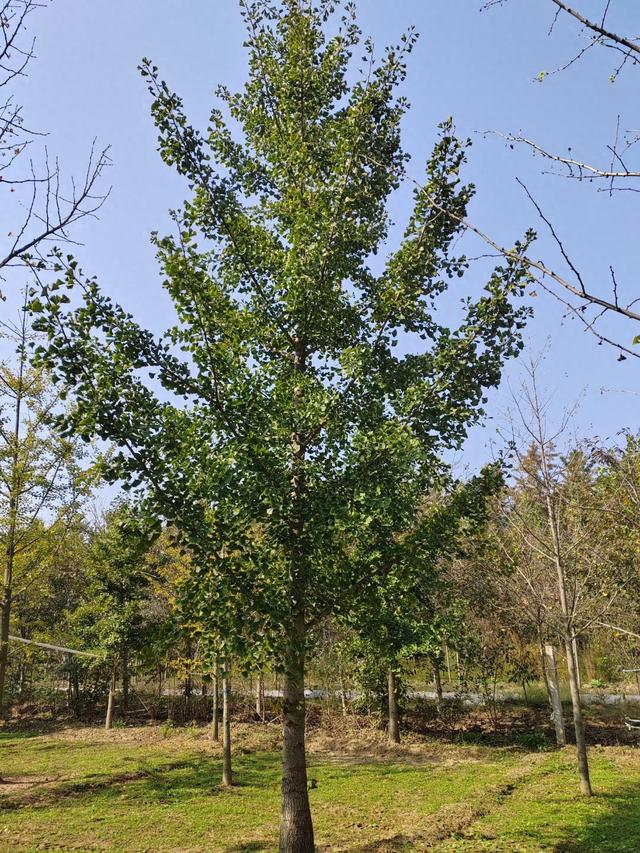 中牟县苗木种植场：绿色产业的新星