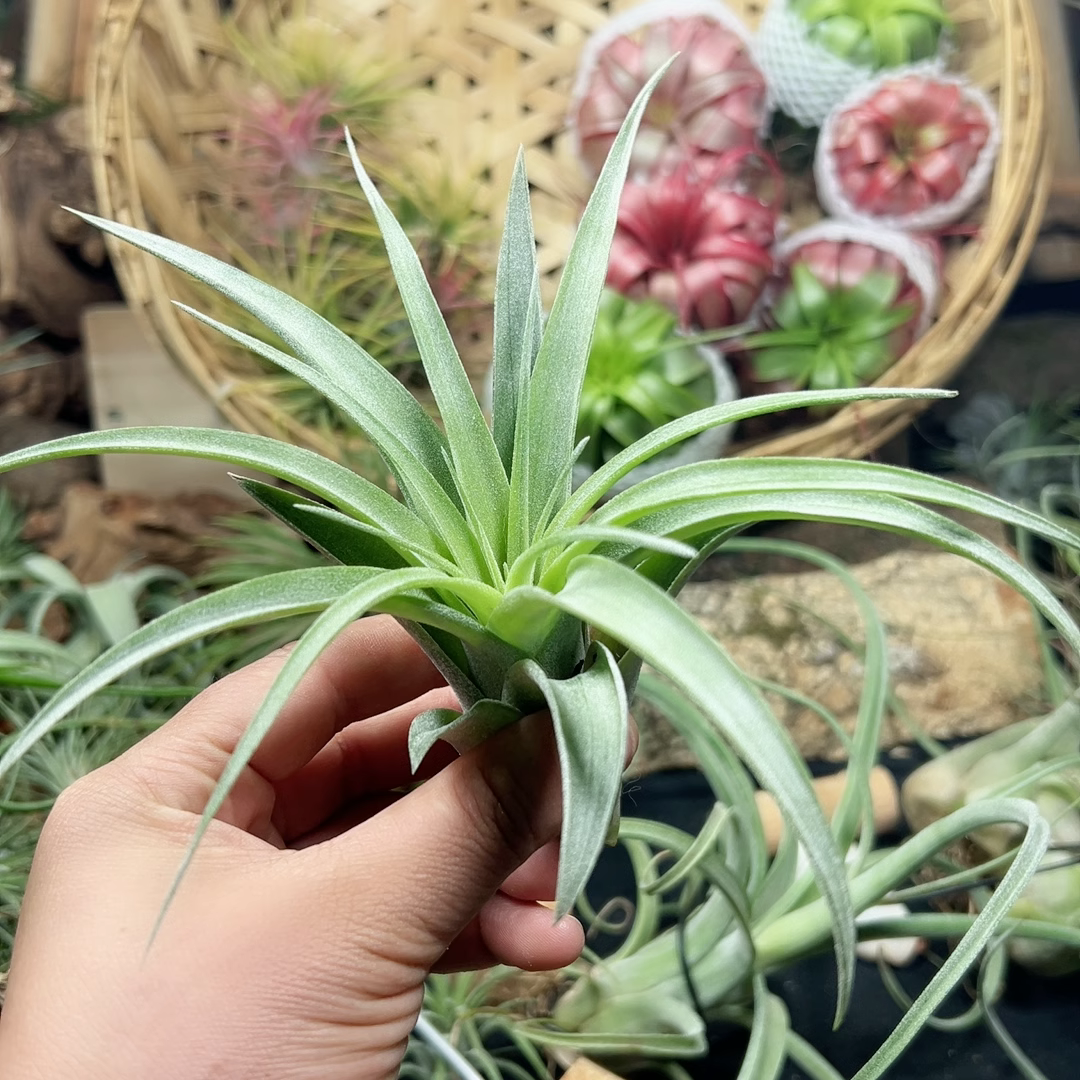 空气凤梨的艾瑞克侧芽