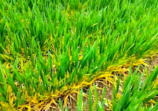 小麦发黄问题全面解析