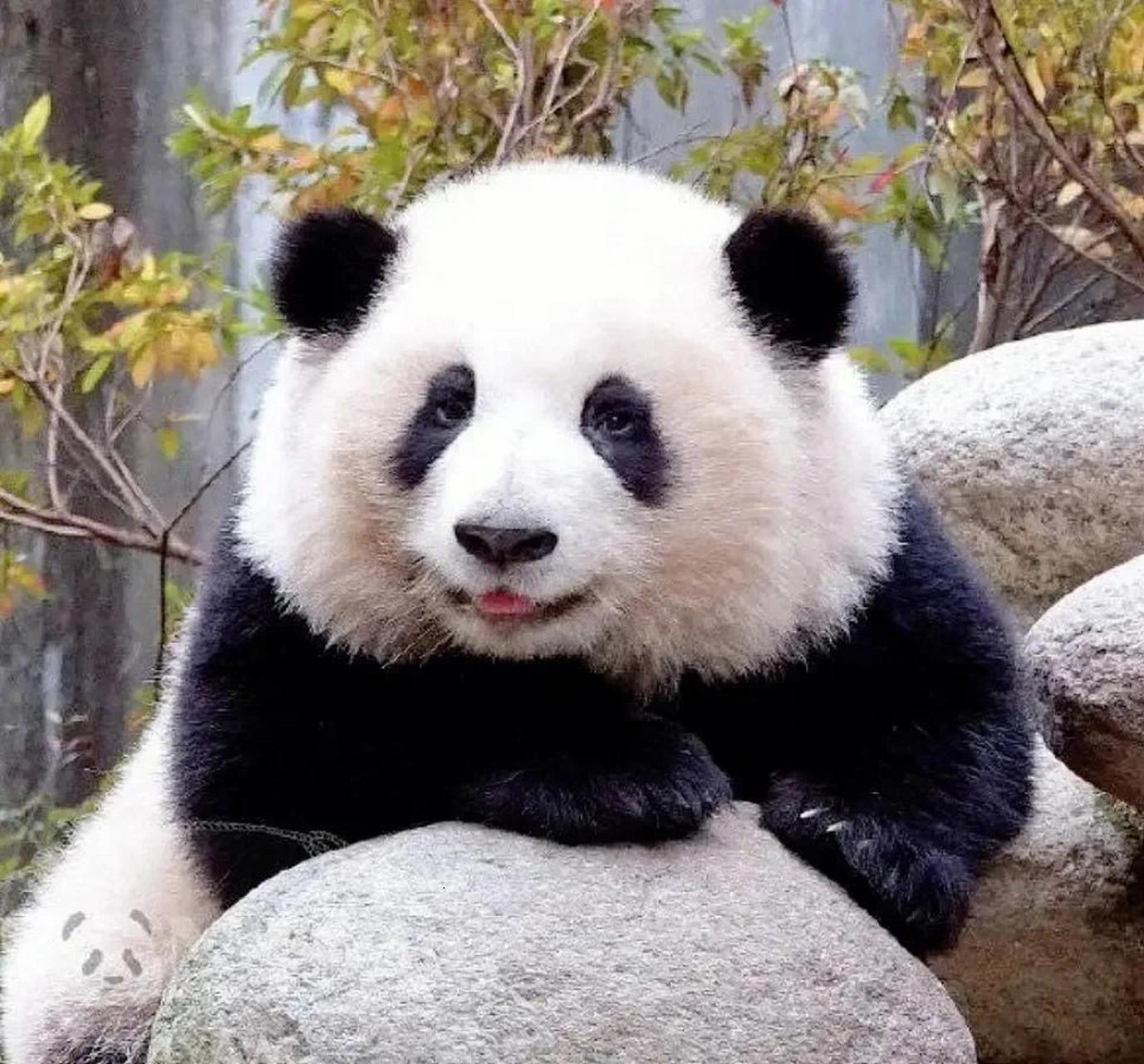 很多人都不知道,熊猫的顶级女明星花花其实是一个残疾宝宝: 1)2020年7