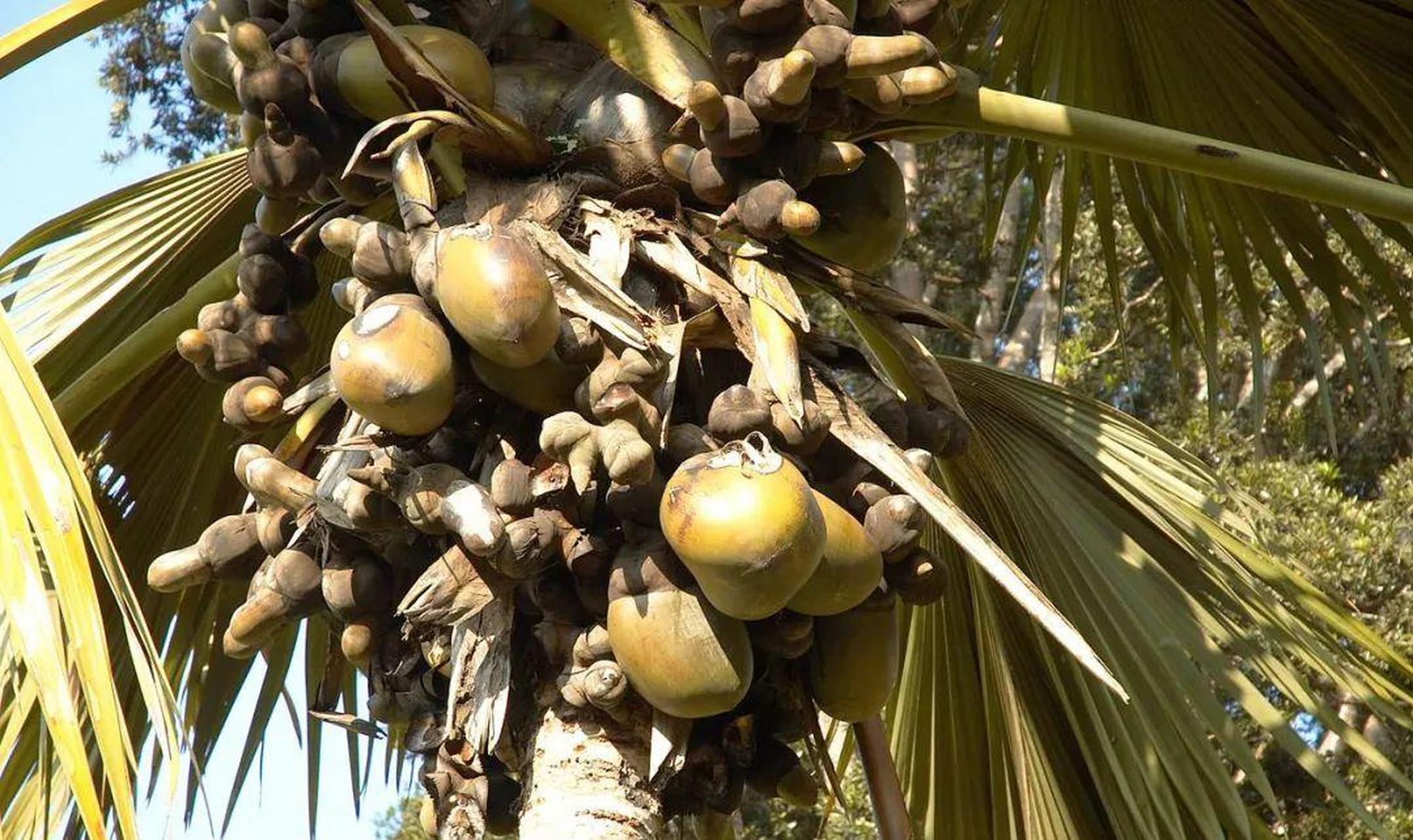 女人看见面红耳赤,男人看见浮想联翩的"双臀椰子",为什么非洲海椰子长