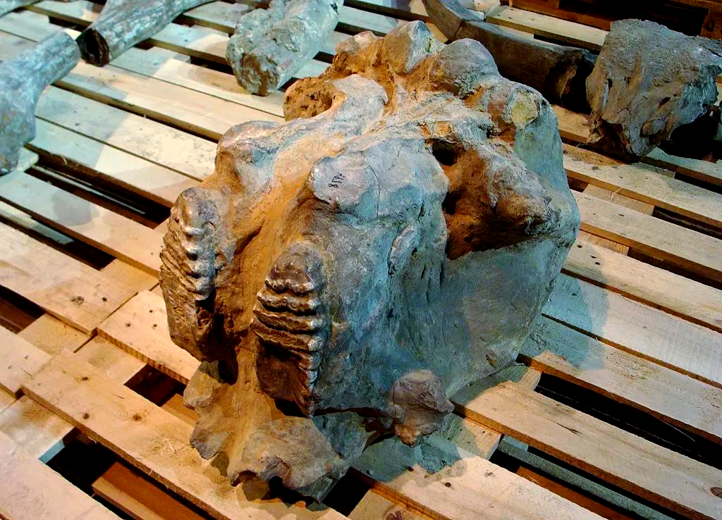 黄河象化石:探寻古象遗骸背后的进化奥秘