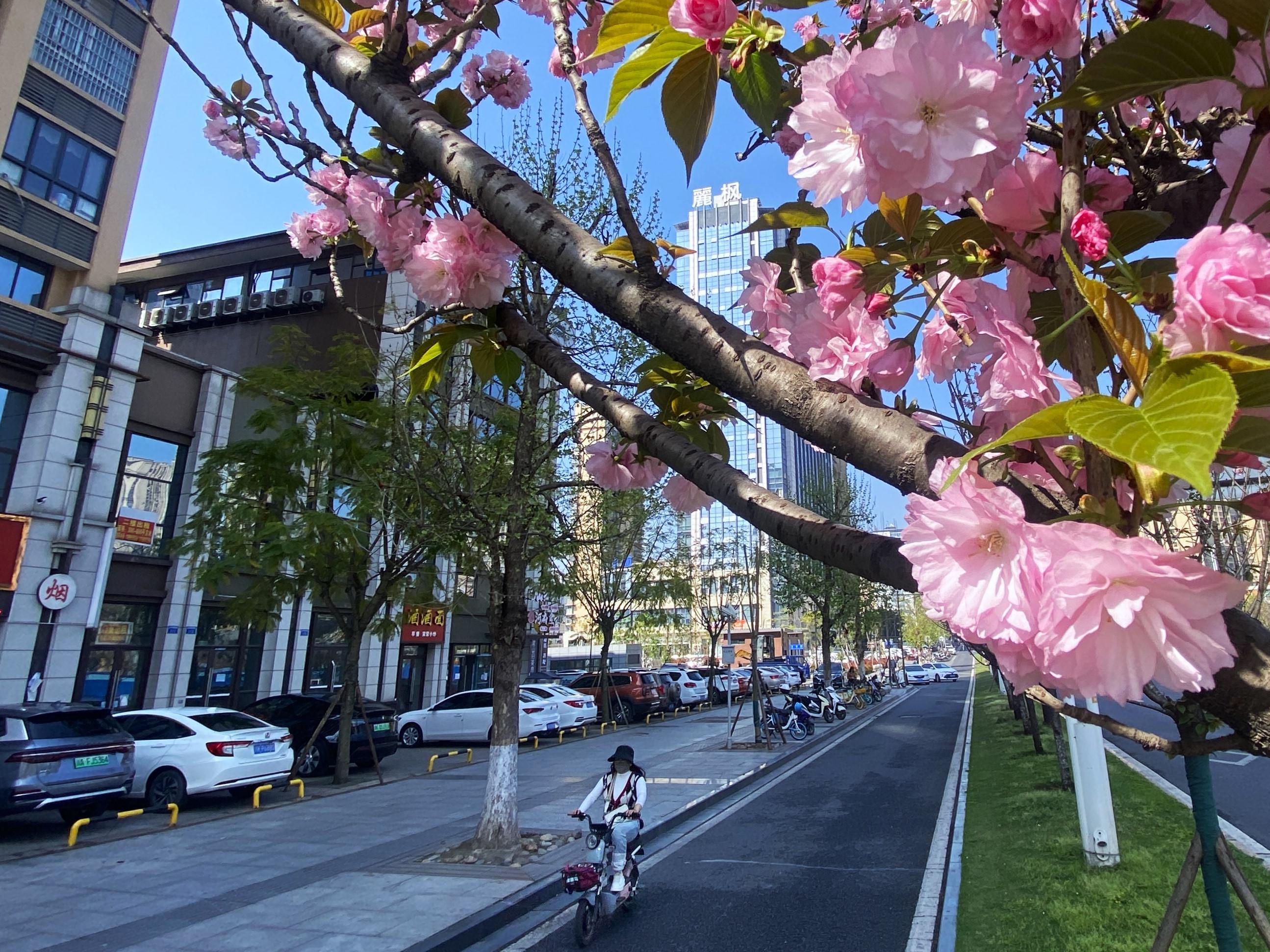 广元樱花大道图片