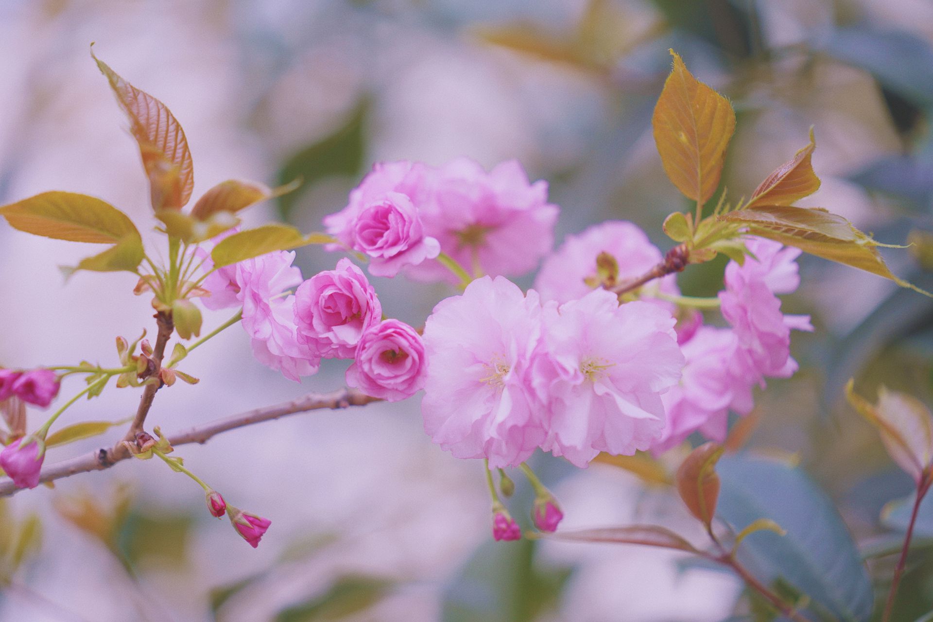 「花开四季中国美75」东湖评论:花开半夏倾城色,大美中国动人心