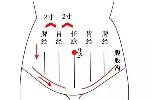 女性腹部经络图图片