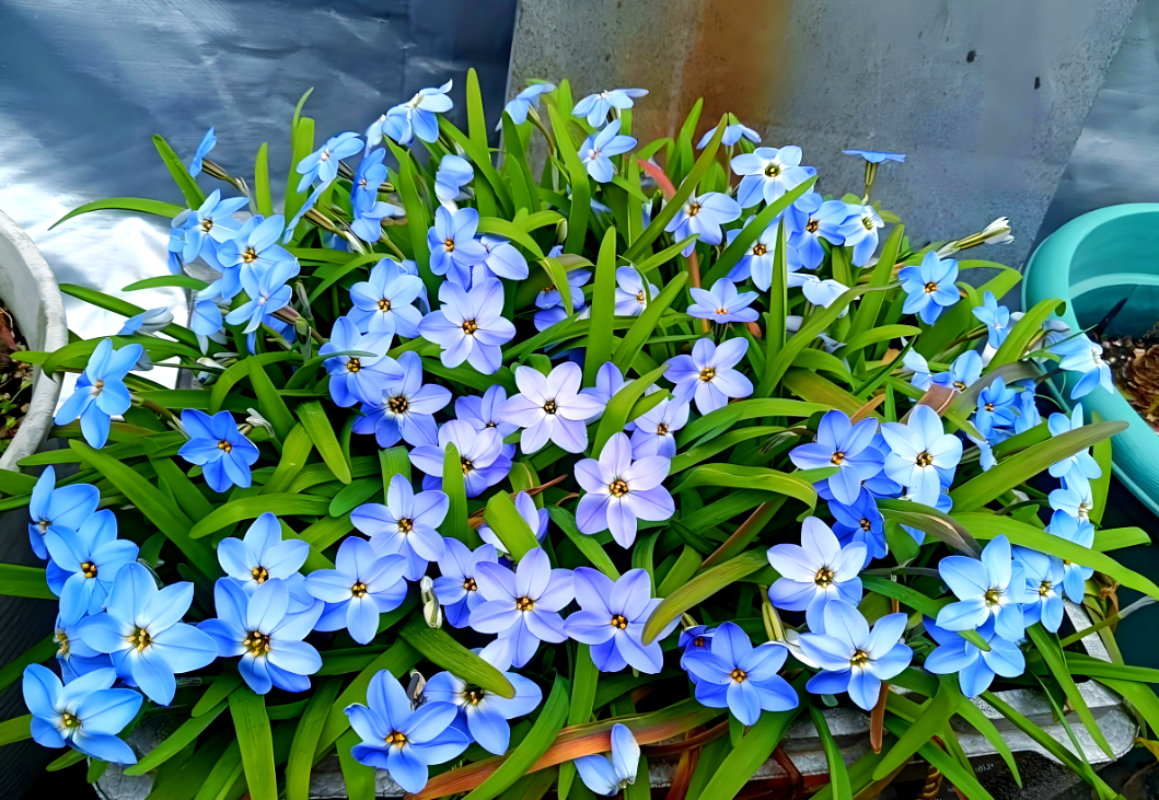 花韭:美丽而顽强的阳台盆栽新宠,多种品种供你选择