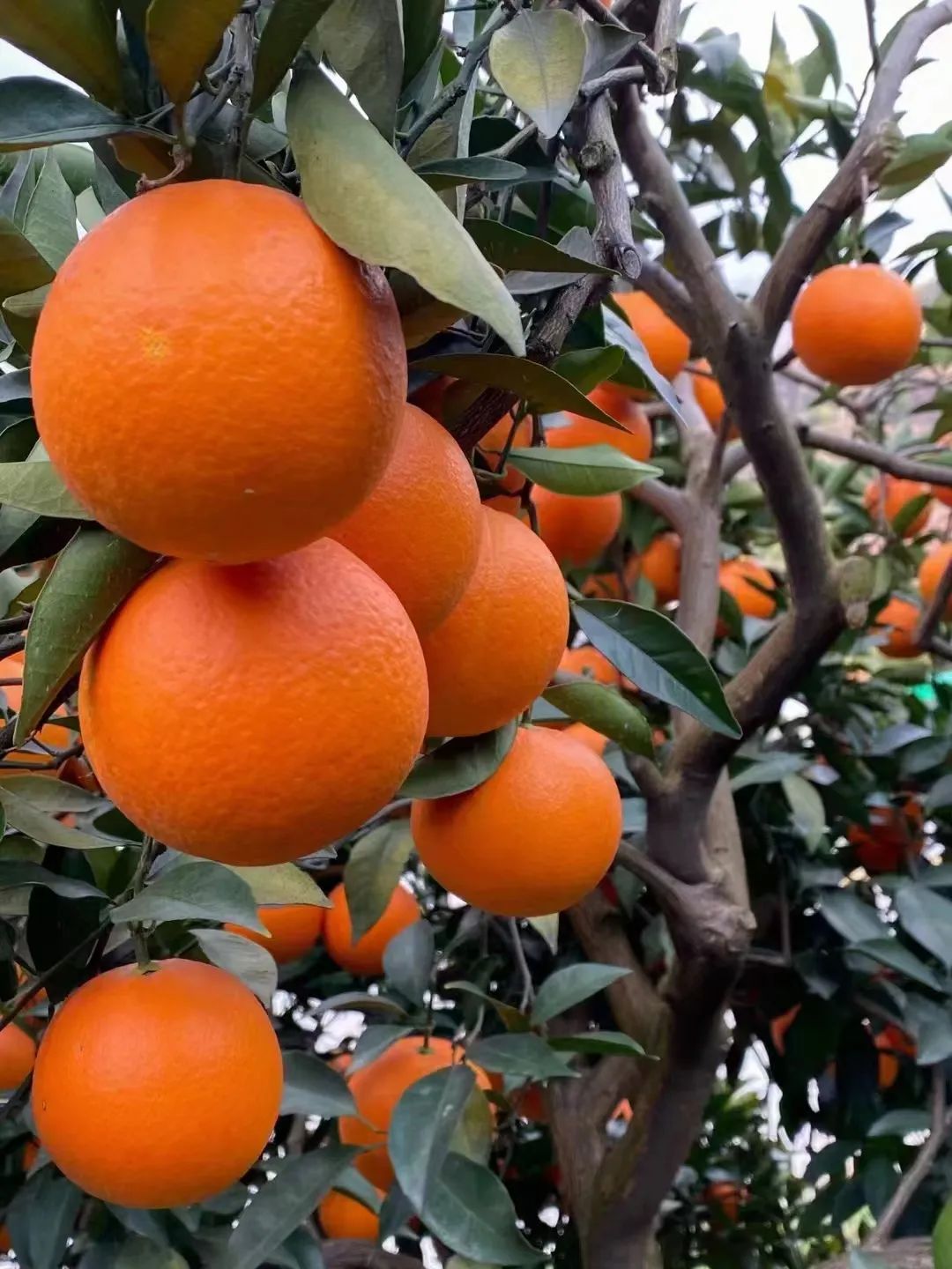 杭州对口合作,恩施橙子冻雨滞销,枝头现采,大家来帮忙