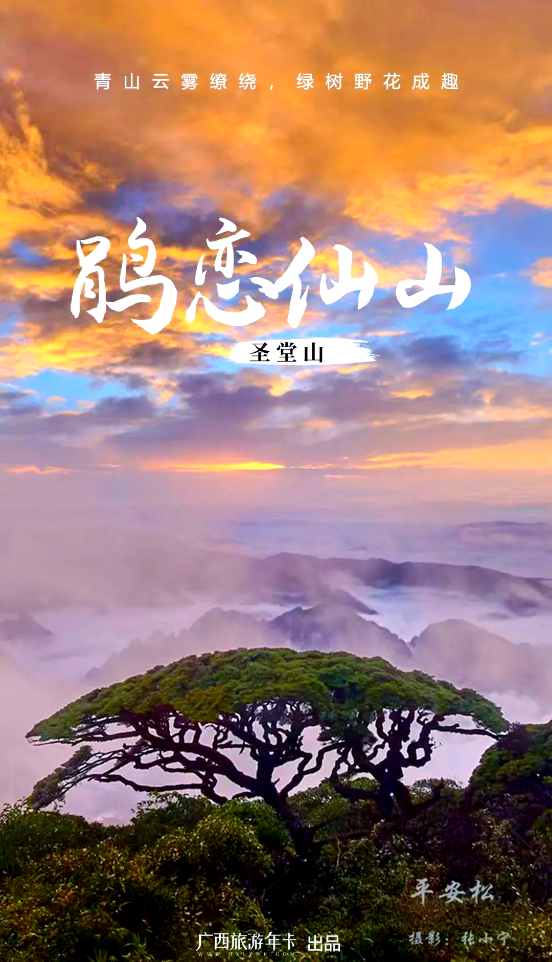 在圣堂山,云海与花海交织,构成了一幅如诗如画的景象