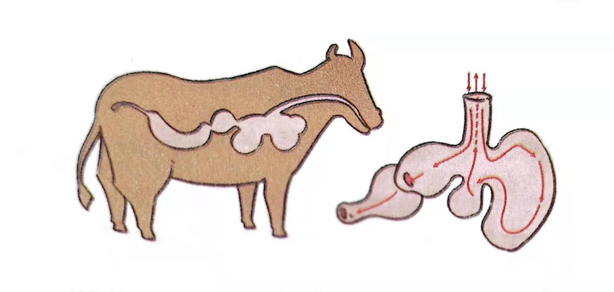 《在牛肚子里旅行》教案