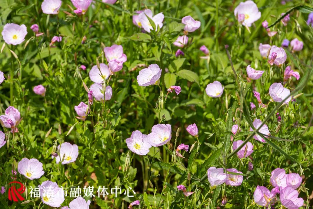 整体花期预计2个月形成美丽的郊野式花境美丽月见草,美人蕉等花卉争奇