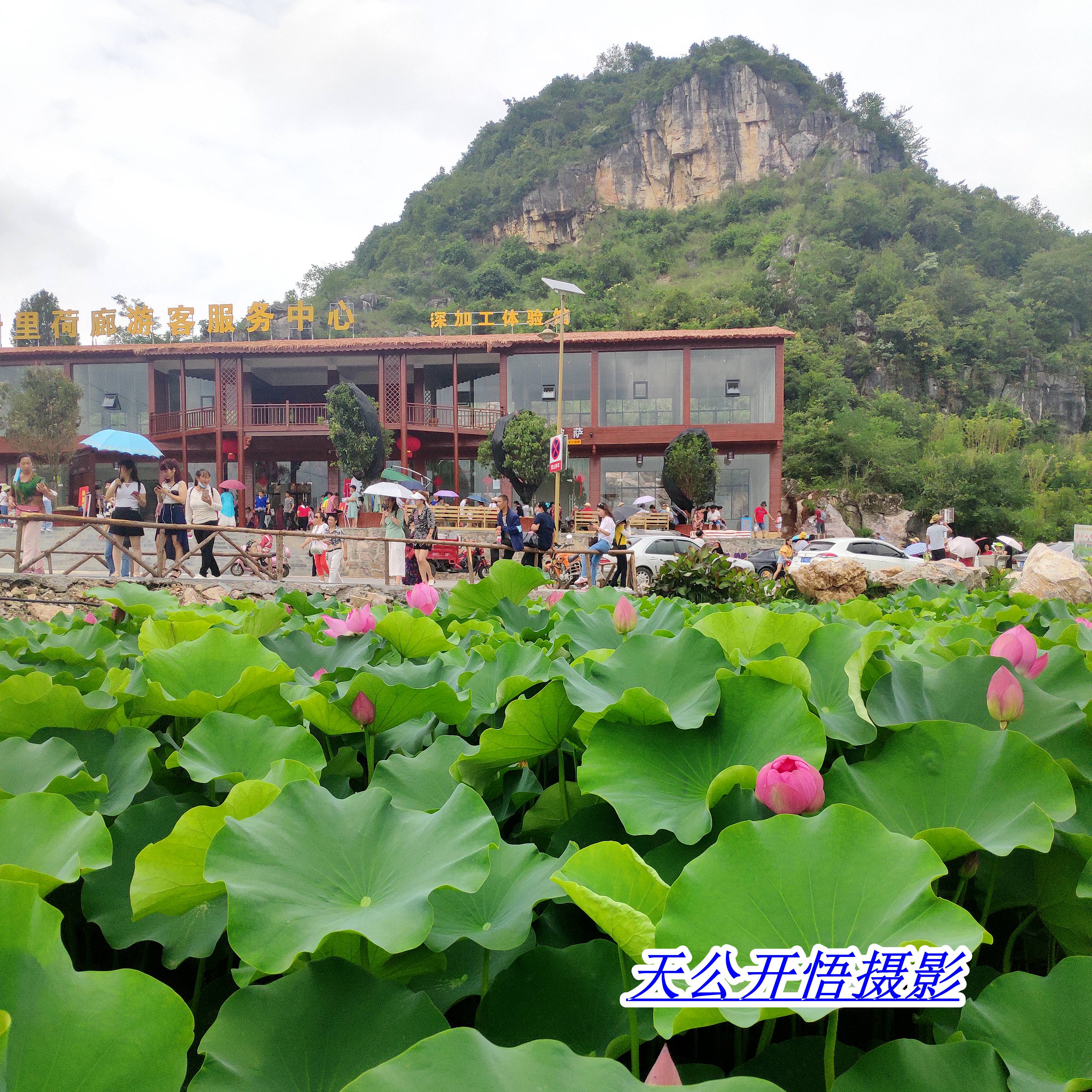 贵州安顺十里荷廊风景区介绍