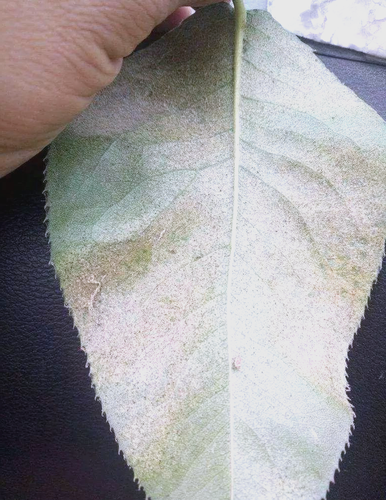 夏季白蜘蛛防治策略,保障作物安全与品质