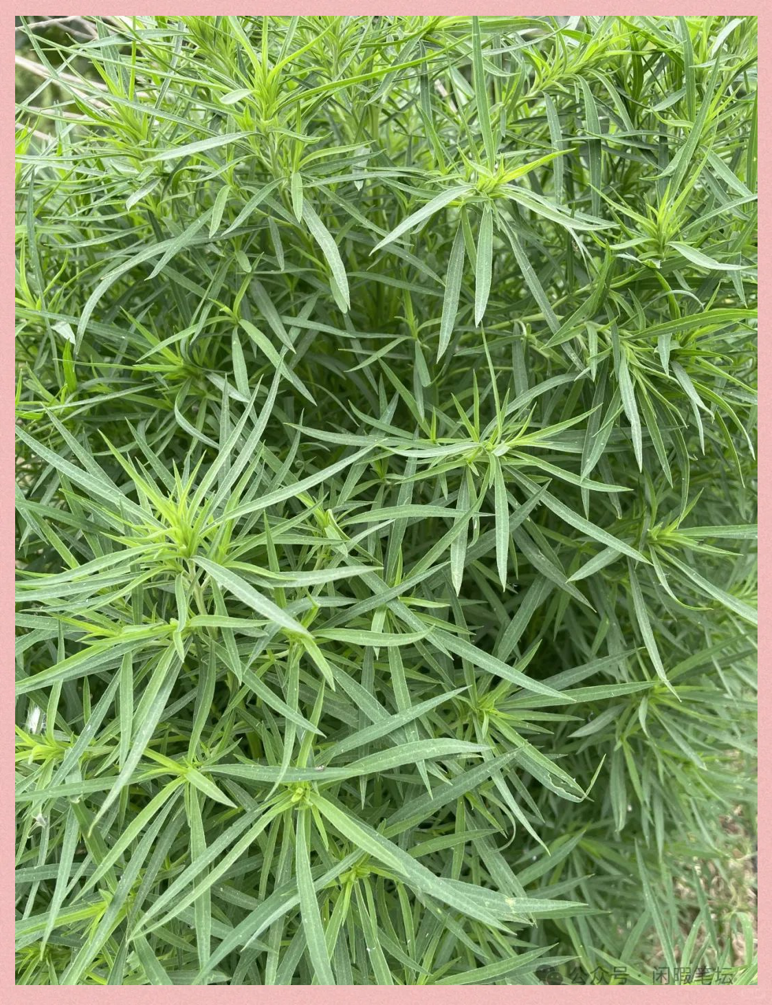 扫帚苗:营养丰富的"野菜之星"