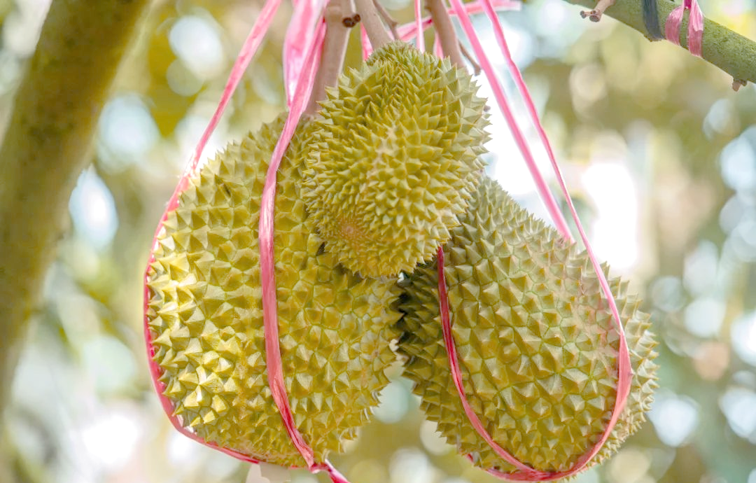 采国产榴莲视频网站_采国产榴莲视频网站在线观看