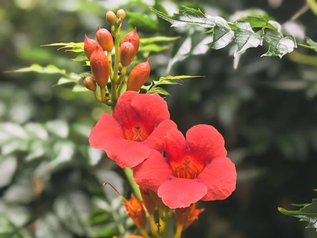 凌霄花造型图片欣赏图片