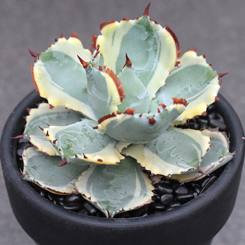 多肉品种:黑鹰,甲蟹,猎户座,女王玫瑰,天狗之舞