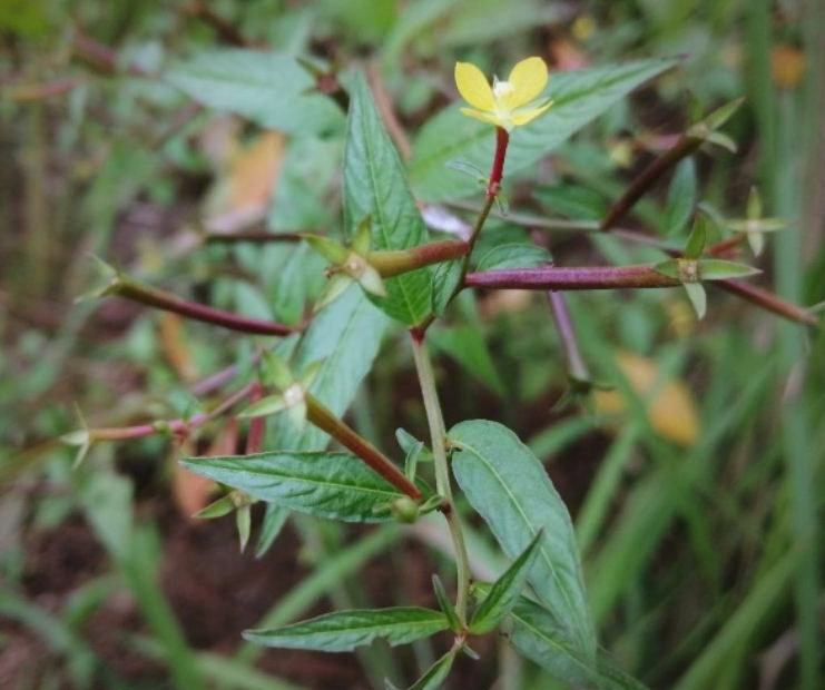 草龙:一种可治疗咽喉肿痛与牙痛的一年生草本植物