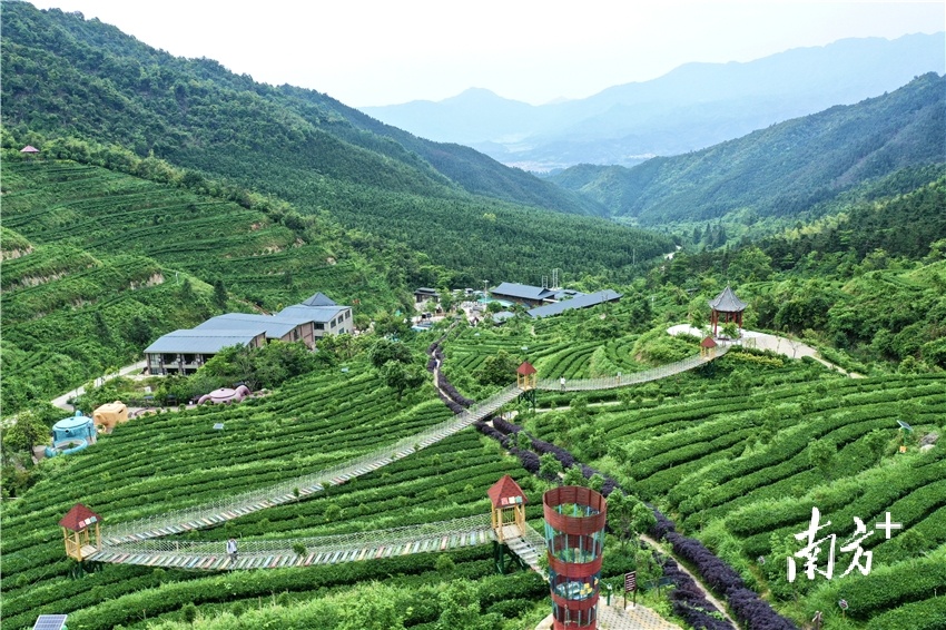 茶香润端午,连山禾洞镇"茶香节"人气财气双丰收