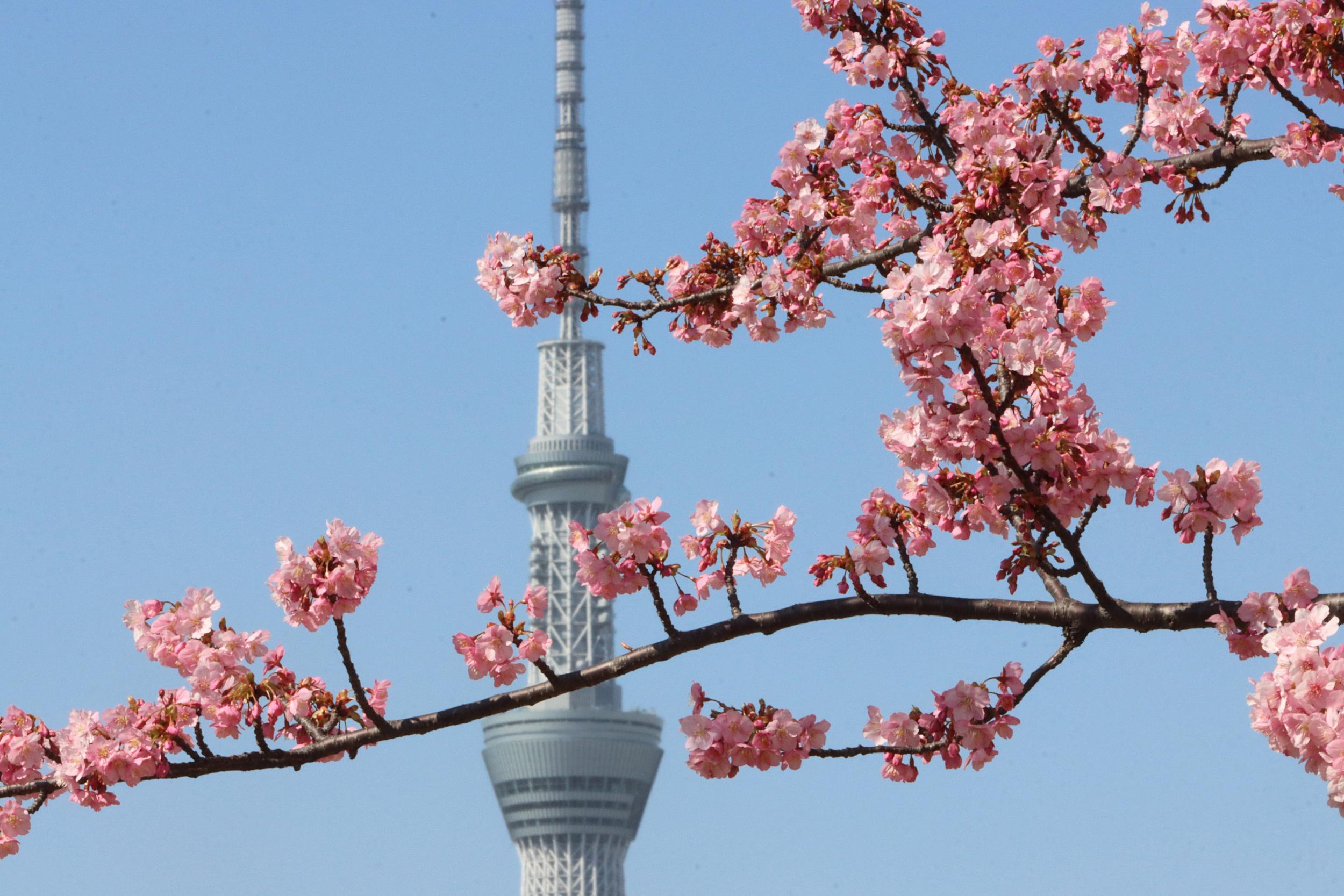日本早樱迎春绽放