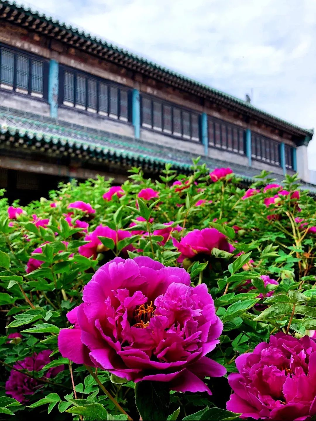 从4月美到10月沈阳故宫赏花攻略来啦