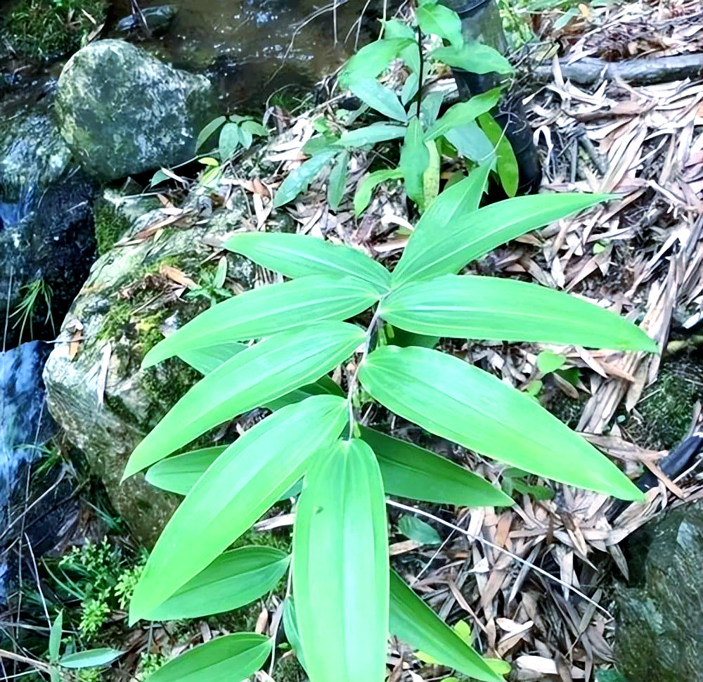 山里的野生老虎姜,珍贵的中药材与美食之源