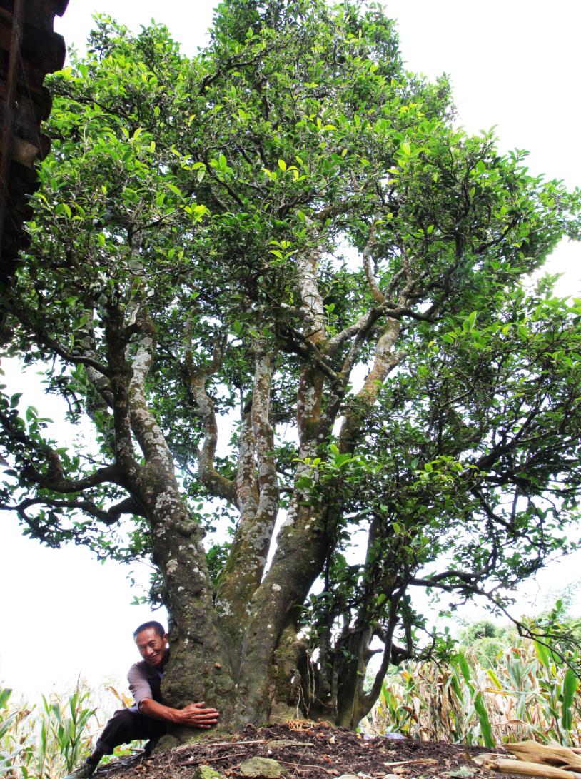 百年以上古茶树1000余棵!江东邀您认购啦!