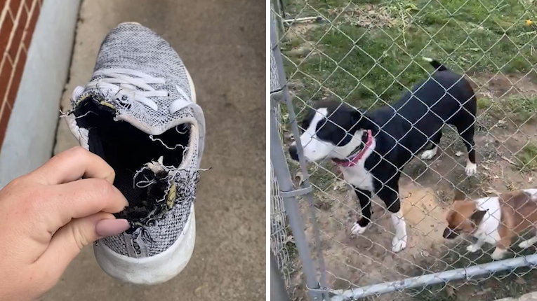 表情出卖了你!狗子咬烂鞋子被主人质问 表情由兴奋一秒变内疚